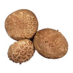 mushroom isolated on white background