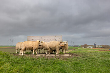 Fototapeta premium Schafe auf dem Deich Friesland