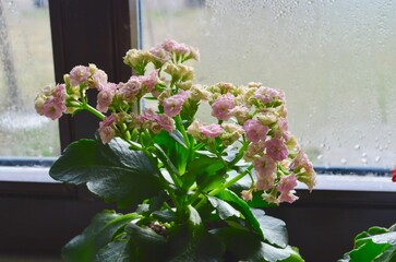 blooming indoor Kalanchoe flower close-up