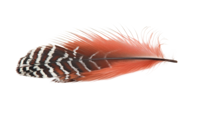 Red feather on transparent background