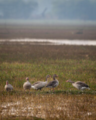 Obraz premium Greylag goose or Anser anser flock family at keoladeo national park or bharatpur bird sanctuary rajasthan india asia bird in open grassland with shallow water or wetland during winter season migration