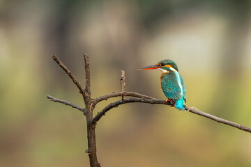 common kingfisher or Alcedo atthis is a small colorful bird closeup or portrait perched on branch...