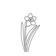 Daffodils Outline doodle Design Illustration.