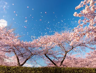 Selbstklebende Fototapeten 花びら舞い散る桜並木 © AM studio