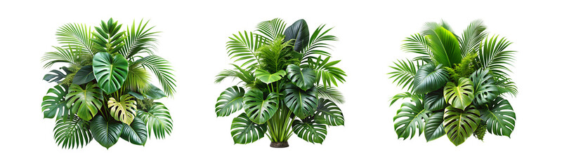 Lush green tropical plants bush, cut out