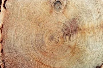  Wooden annual rings texture natural background, circle shape of wood timber as nature pattern. Cross-section of juniper. Wooden aesthetic texture fon, environmental design, plain natural surface © yrabota