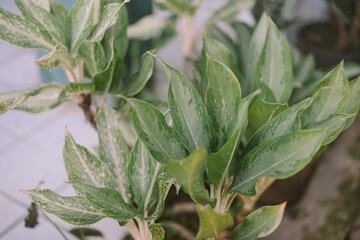 Variegated Green Plant