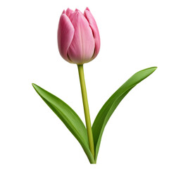 Fototapeta premium pink tulip isolated on white