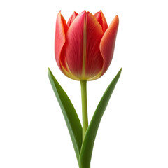 Naklejka premium red tulip isolated on white 