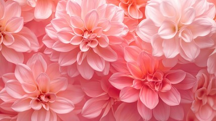 A stunning close-up of bright pink flowers, with soft focus on petals, capturing the freshness of summer in a dreamy, colorful floral background