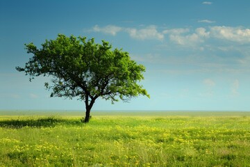 Fototapeta premium A lone tree in a field of yellow flowers