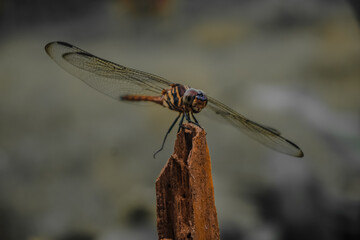 The dragonfly’s distinctive wings and fast, darting flight make it one of nature’s most efficient predators, capturing prey with precision.