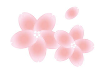 桜の花
