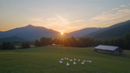 Sunrise Serenity: A tranquil scene unfolds as a flock of white ducks waddle across a lush green meadow bathed in the golden glow of sunrise.