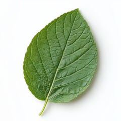 Obraz premium Green oregano leaf isolated on white