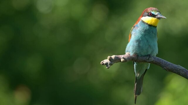 Colorful bird European bee-eater close-up with audio.