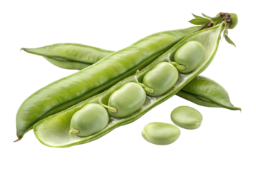 Broad bean isolated on a white background