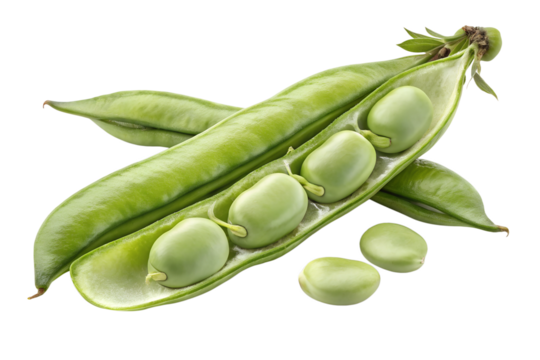 Broad bean isolated on a white background