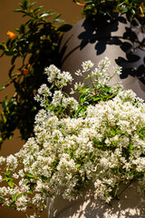 white amp allysum in the pot