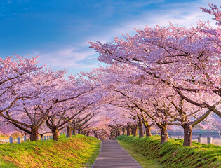 Generated image　桜並木