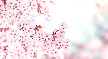Horizontal banner with sakura flowers of pink color on sunny backdrop. Beautiful nature spring background with a branch of blooming sakura. Sakura blossoming season in Japan