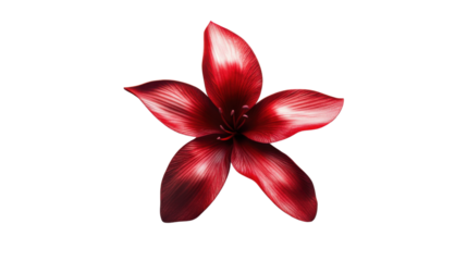 Red poppy flower on transparent background 