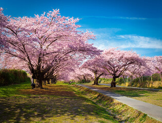 Obraz premium Generated image 桜並木