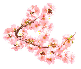 Branch of Japanese Quince (Chaenomeles japonica) with flowers of pink color. Spring branch of blooming Quince. Isolated on white background