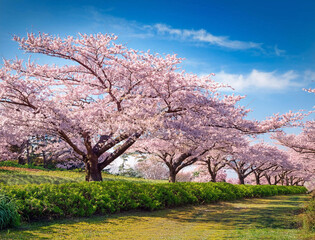 Naklejka premium Generated image 桜並木