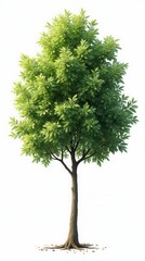 Fototapeta premium Set Michelia Alba Tree Isolated On White Background