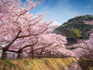 Generated image　桜並木