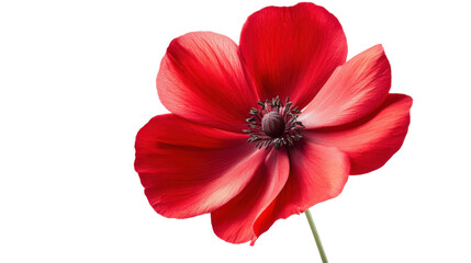 Red poppy flower on transparent background 