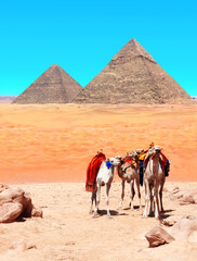Fototapeta premium Camels in a colorful horse-clothes near to famous Great Pyramids of Chephren and Cheops, Giza complex, Cairo, Egypt. Topic of summer vacation, travel, trip abroad on vacation, cruises and tours