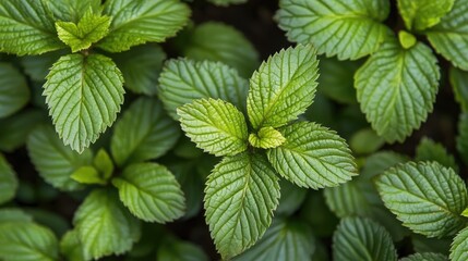 A close-up of a plant's delicate green leaves growing in rich, moist soil, bathed in soft sunlight.
