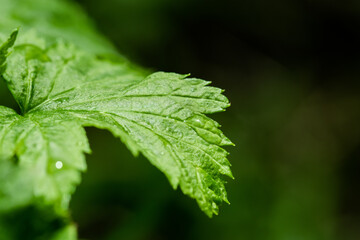 Green leaf glistening with dew or raindrops on dark nature background.