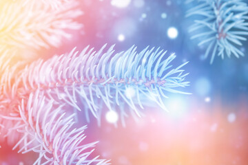 Christmas Day concept. Pine tree background for Christmas decoration and defocused lights.