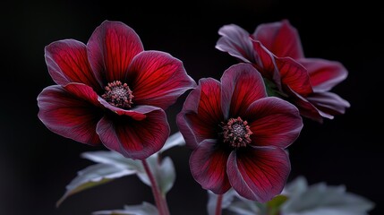 Dark Red Blooms Close-up