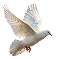 Fototapeta premium white dove isolated on white