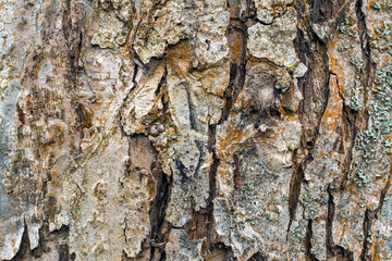 Close-up of the bark of an old apple tree. The texture of old tree bark.