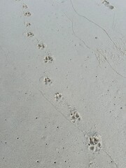 puppy prints in the white sand