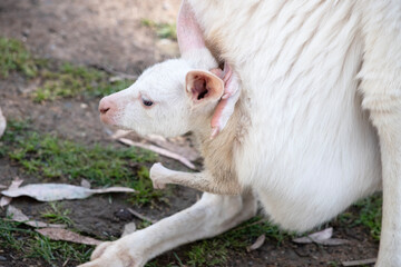 the albino joey kangaroo is in its mothers pouch