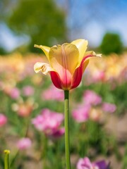 Vibrant Tulip in a Colorful Field