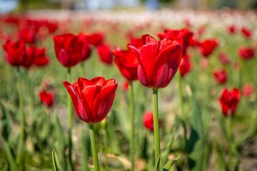 Vibrant red tulips in bloom