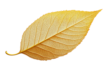 Detailed close-up of a golden leaf placed on a transparent background, emphasizing its intricate vein structure. Highlighting the natural beauty of foliage through its texture and vivid color.
