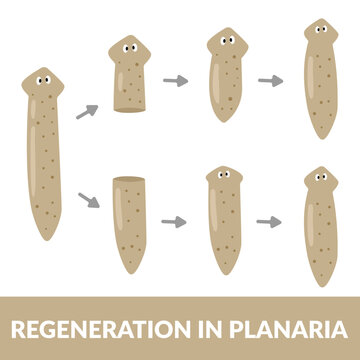 Regeneration in Planaria Design vector Illustration