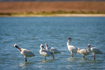 African spoonbill (Platalea alba) flock in a natural lake in the Nuwejaars Wetlands. Overberg, Western Cape. South Africa.