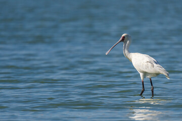 African spoonbill (Platalea alba) in a natural lake in the Nuwejaars Wetlands. Overberg, Western Cape. South Africa.