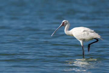 African spoonbill (Platalea alba) in a natural lake in the Nuwejaars Wetlands. Overberg, Western Cape. South Africa.