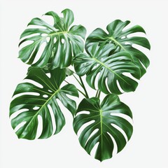 Green tropical leaves of Monstera plant on a clean white background showcasing elegant foliage and natural beauty in indoor gardening
