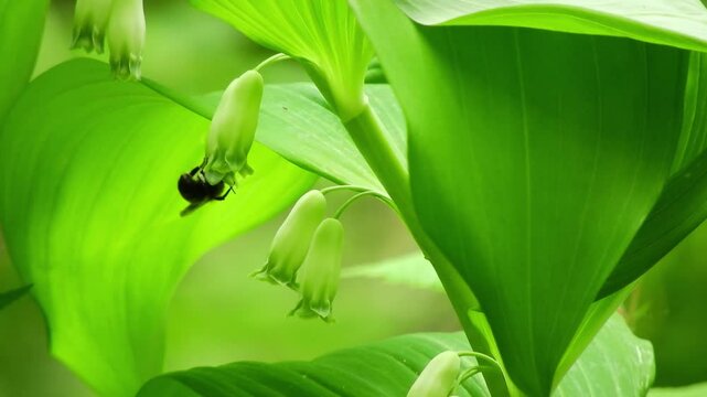 [4K] Bumblebee Pollinating Solomon's Seal: Bee Gathering Nectar from Polygonatum odoratum 【4K】アマドコロの花と蜂：花の蜜を吸い受粉活動をするマルハナバチの生態映像素材 撮影日：20240602-2